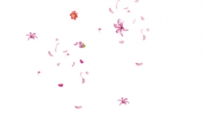 手绘粉色花朵花瓣