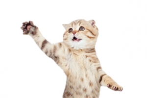 站立的猫咪