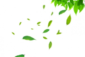 绿叶漂浮物