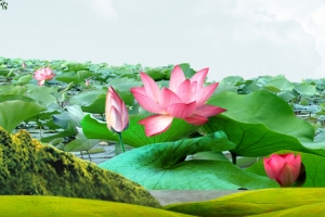 池塘背景
