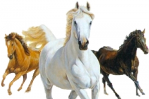 马奔腾高清PNG透明动物图片设计素材免费下载