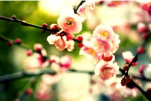 桃花图片素材