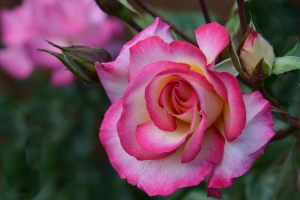 月季花4k壁纸