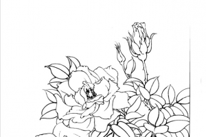 牡丹白描素材