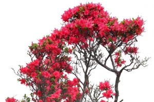 红色花丛