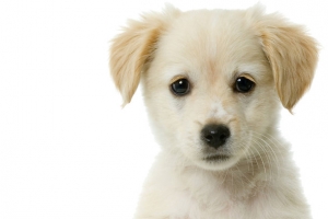 高清摄影白色的小狗