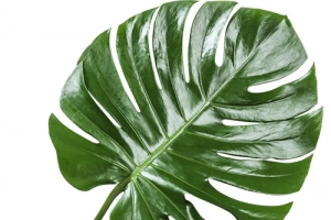 热带绿叶装饰植物