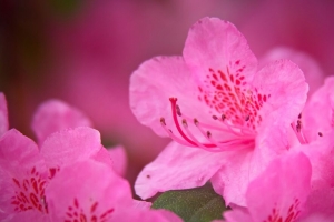 花 花瓣 粉红色 宏观 4k壁纸 3840x2160