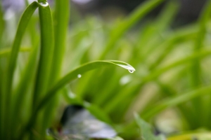 滴 叶子 露水 植物 4k壁纸 3840x2160