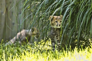 猎豹 动物 大猫 野生动物 4k壁纸 3840x2160