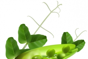 豆云南豌豆 甜豆角 麦豌豆 豌豆