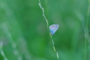 蝴蝶 草 宏 昆虫 蓝色 4k壁纸 3840x2160