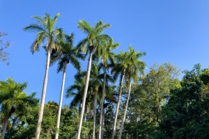 棕榈树 草 自然 风景 4k壁纸 3840x2160