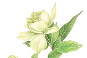 手绘版栀子花