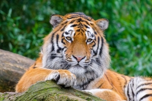 西伯利亚虎 老虎 捕食者 大猫 石头 4k壁纸 3840x2160