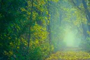 秋天森林树叶秋雾3440x1440风景壁纸