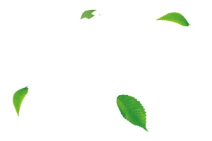 绿叶漂浮