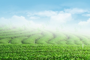 绿茶清新淘宝背景