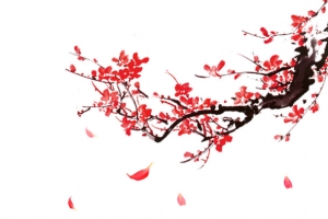 梅花素材