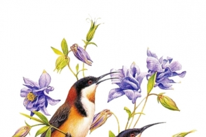 花鸟工笔画