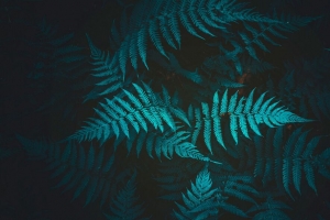 蕨类 植物 树叶 4k壁纸 3840x2160