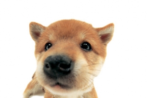 可爱的柴犬素材图片