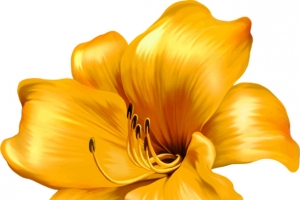 昙花一现