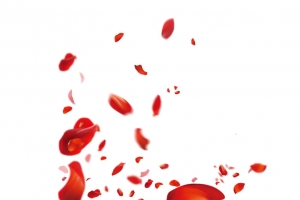 情人节玫瑰花瓣漂浮