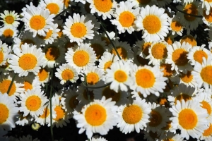 洋甘菊 花 白色 绽放 夏季 4k壁纸 3840x2160