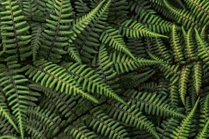绿色茂密的植物树叶