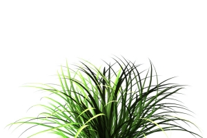 一簇兰花草png素材