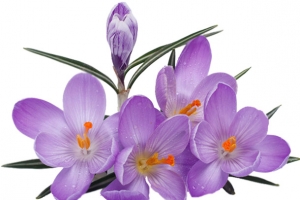 番红花