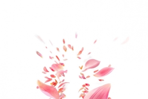 创意粉色花瓣