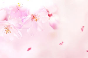 樱花季梦幻渐变花瓣粉banner