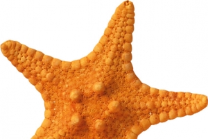 黄色大海星素材