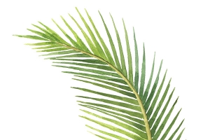 清新绿色叶子植物