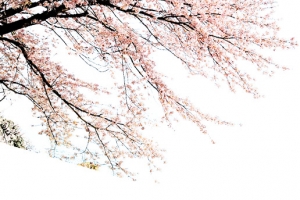 樱花树