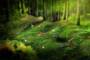 梦幻树林背景