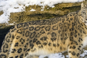  irbis 捕食者 大猫 雪 动物 4k壁纸 3840x2160