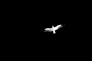 鸟 黑白 飞行 翅膀 天空 极简主义 4k壁纸 3840x2160