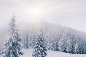 冬天光照下的山坡雪松