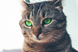 猫 绿色眼睛 枪口 外观 4k壁纸 3840x2160