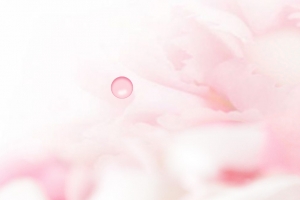 奶茶樱花季海报背景素材