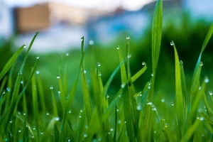 草 滴 水 雨 宏观 4k壁纸 3840x2160