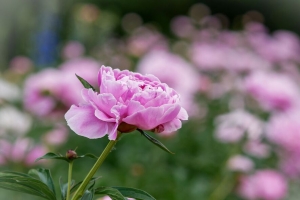 牡丹 芽 花 叶 模糊 4k壁纸 3840x2160