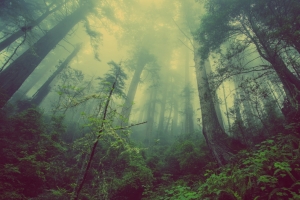 梦幻森林4K风景壁纸