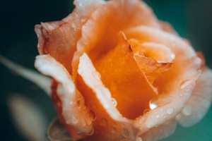 玫瑰 花 滴 湿 花瓣 4k壁纸 3840x2160