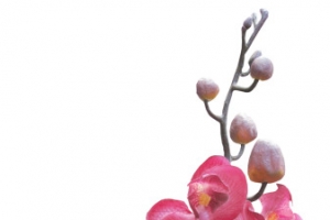 水红免抠PNG图片素材