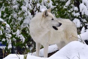 白狼 狼 捕食者 雪 4k壁纸 3840x2160