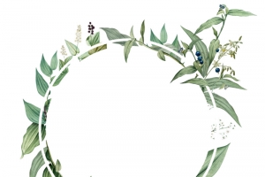 鲜花 小清新 边框 卡通